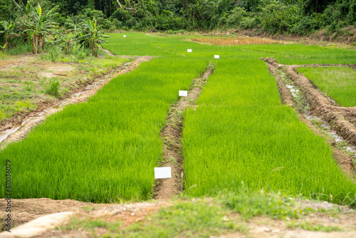 landscape view of a greenfield- wide view of a rice farm in a row- agricultural concept