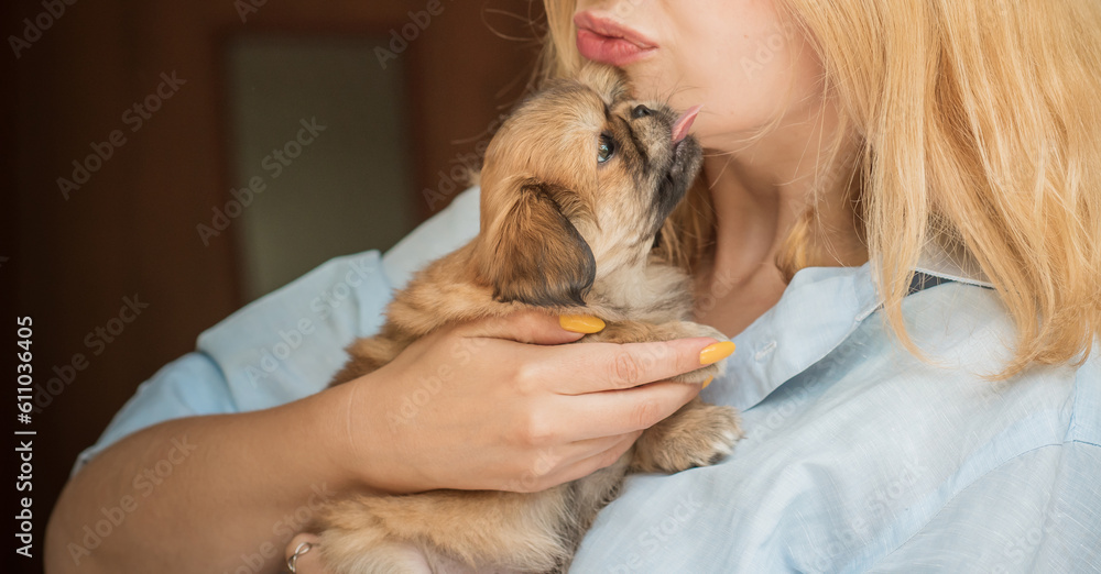 Cactive, adoption, adorable, animal, autumn, beautiful, breed, canine, care, child, cute, day, dog, excited, face, female,ute and funny tiny Pekingese dog. Best human friend. Pretty golden puppy dog  