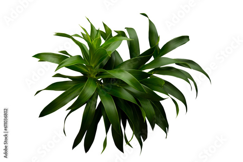 Fototapeta Plant leaves Green nature Tropical forest isolated on transparent background - p