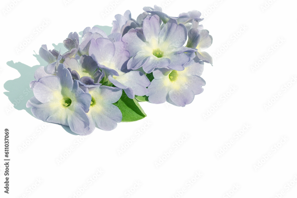 Flower arrangement of fresh blue inflorescences on a white isolated background.Design element.