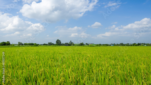 Rice field view That has already harvested products - generative ai