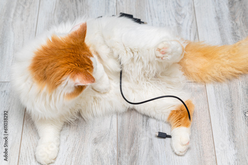фотографія domestic cat playing with phone charger at home.