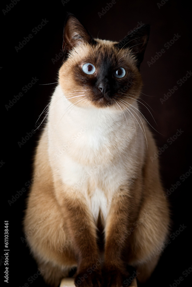 Close up portrait of seal-point mekong bobtail (siamese) cat