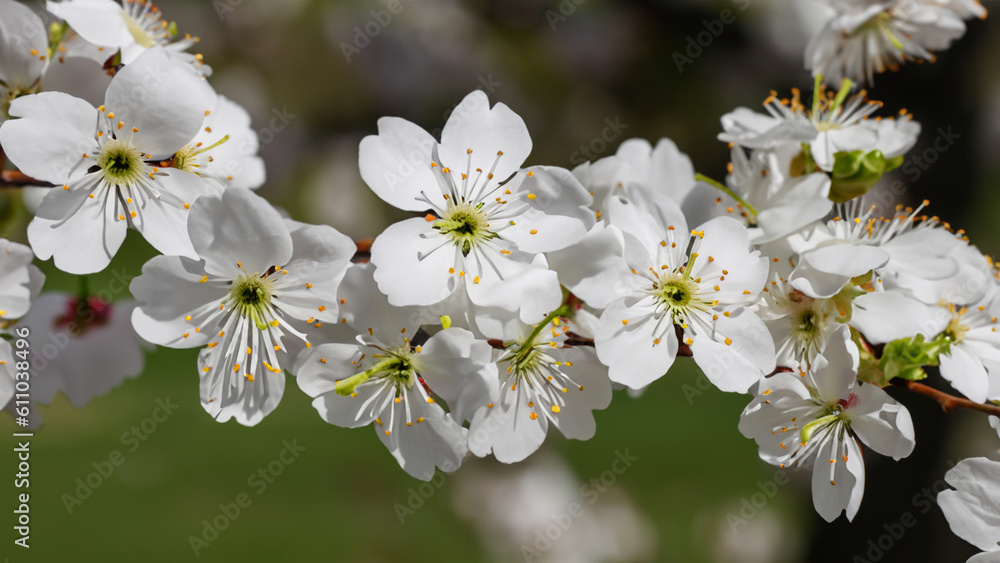 A branch of cherry blossom with white flowers - generative ai A branch of cherry blossom with white flowers - generative ai