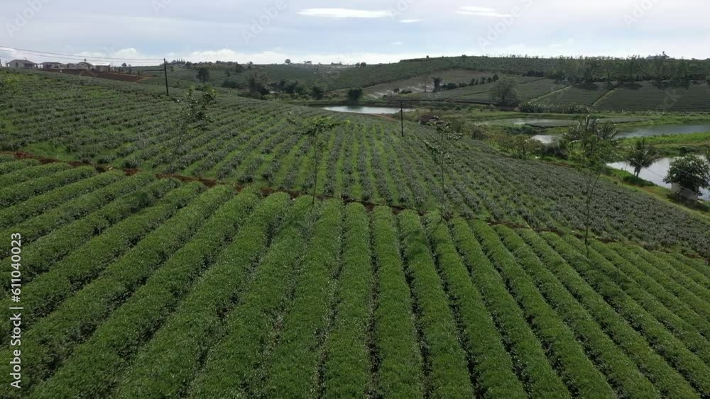 Crowd of tea farmer picking tea leaf on plantation, Vietnamese farmer working on sunny day, green scene of farm, row of tree, top view with tea hills. Crowd of tea farmer picking tea leaf on plantation, Vietnamese farmer working on sunny day, green scene of farm, row of tree, top view with tea hills.