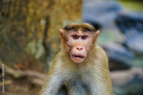 Photography Face of an angry monkey in close up shot