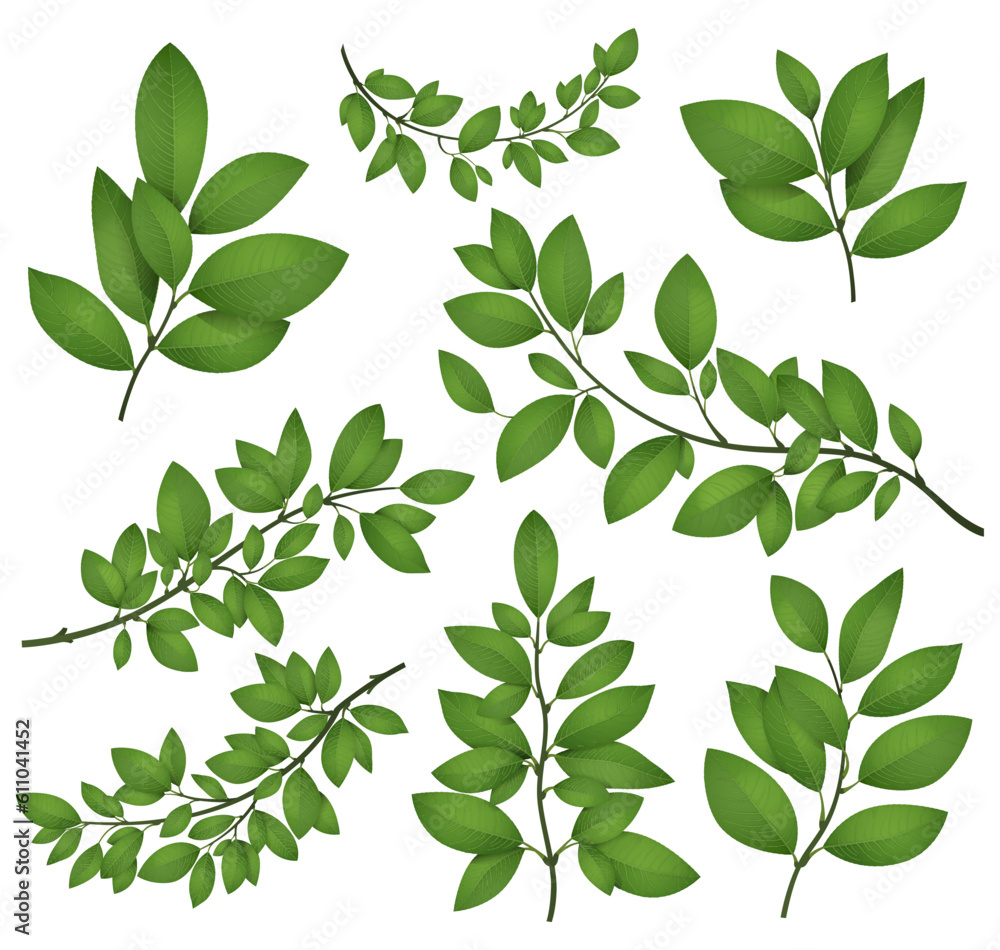 Isolated tree branches with green leaves. Detailed botanical vector illustration..