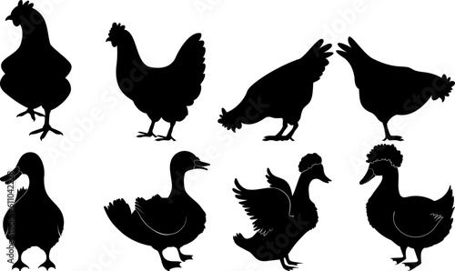rooster and hen