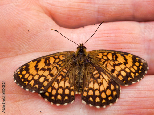 Close up of a Melitaea nevadensis butterfly in a hand. Considered to be a sub species of Melitaea Athalia
 photo