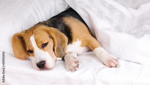 The beagle dog falls asleep in bed under a blanket.