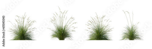 Set of Prairie dropseed Sporobolus heterolepis grass isolated png on a transparent background perfectly cutout high resolution photo