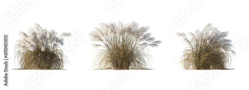 Set of Dry Miscanthus sinensis 'Kaskade' grass isolated png on a transparent background perfectly cutout high resolution