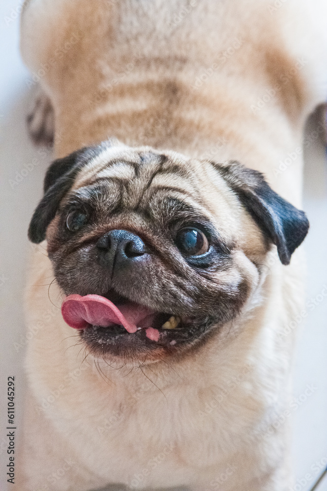 Close-up of Pug's face showing tongue