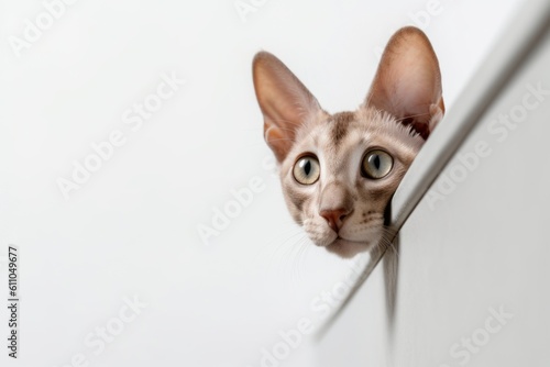 Lifestyle portrait photography of a curious oriental shorthair cat climbing against a white background. With generative AI technology © Markus Schröder