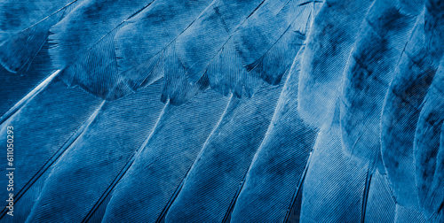 Fototapeta Naklejka Na Ścianę i Meble -  blue feather pigeon macro photo. texture or background