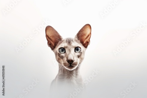 Medium shot portrait photography of a curious oriental shorthair cat exploring against a minimalist or empty room background. With generative AI technology