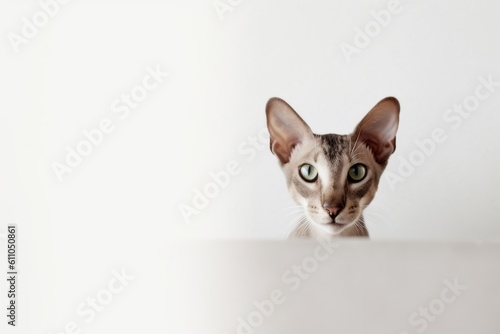 Medium shot portrait photography of a curious oriental shorthair cat exploring against a minimalist or empty room background. With generative AI technology