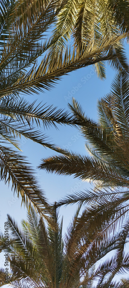 The foliage of palm trees in the evening sunlight against the blue sky. Palm trees at sunset. A frame for the text. Close-up. Natural background.