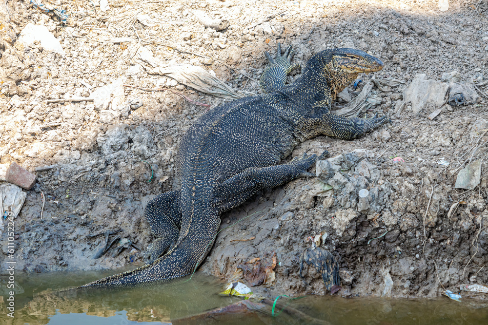 Water monitor (Varanus salvator) climbs from water, Thailand Water monitor (Varanus salvator) climbs from water, Thailand