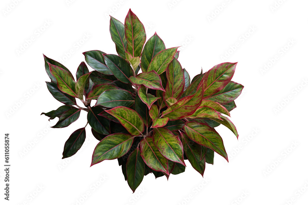 Fototapeta premium Low light tropical plant, Aglaonema Katrina plants