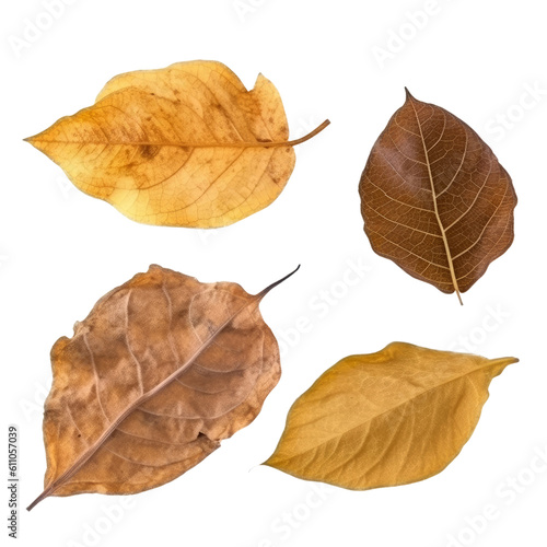 autumn leaf isolated on transparent background cutout 