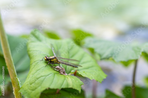 Häutende Libelle auf einem Blatt neben einem See im Nationalpark Plitvicer Seen © Manuel Hanschitz
