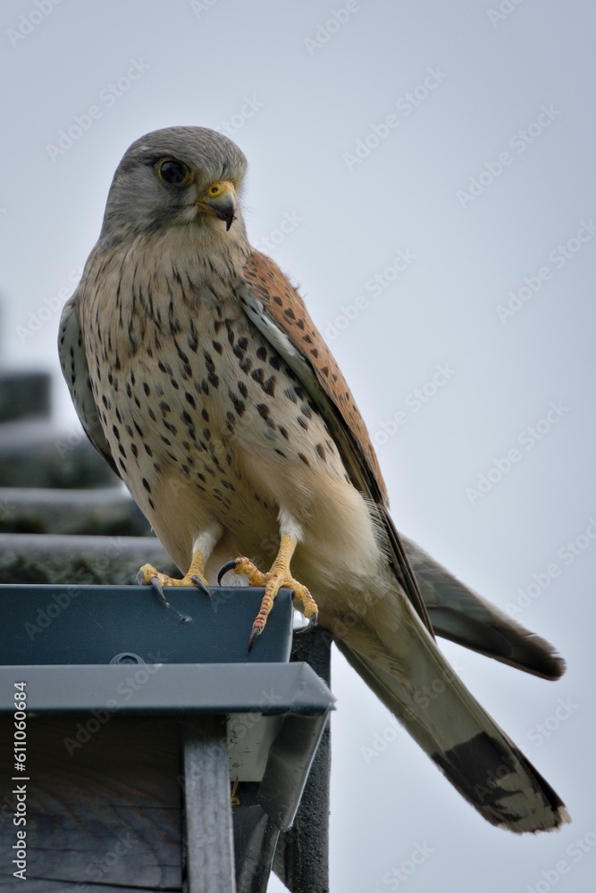 Falco tinnunculus aka commont kestrel is sitting on the roof in residential area. Very nice coloured bird of prey, quite common in Czech republic. Tiger pattern coloured body. Beak with blood.
Falco tinnunculus aka commont kestrel is sitting on the roof in residential area. Very nice coloured bird of prey, quite common in Czech republic. Tiger pattern coloured body. Beak with blood.