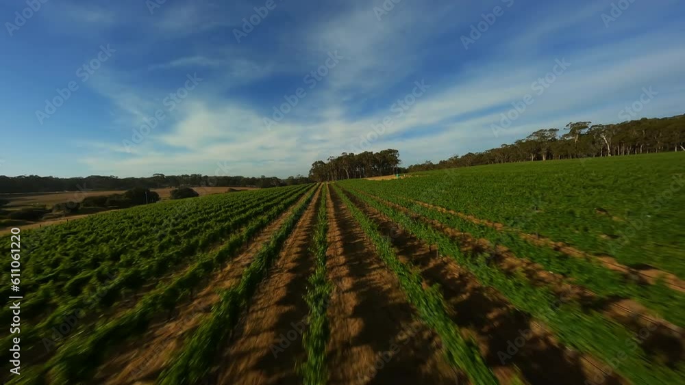 Grape fields in Australia. Video filming from a drone. Grape fields in Australia. Video filming from a drone.