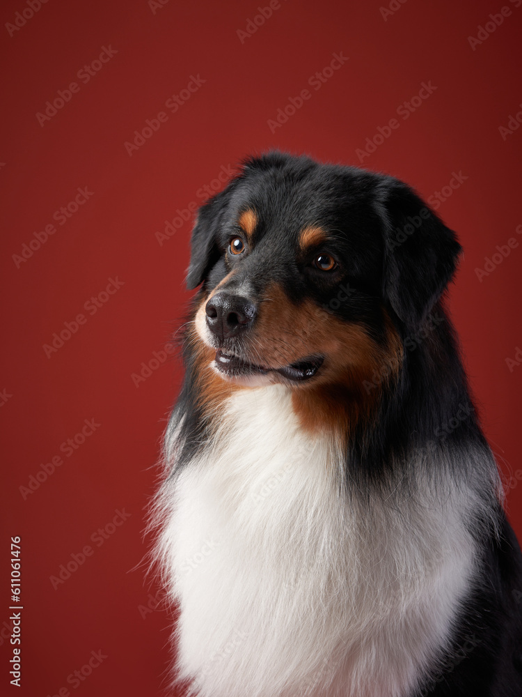 dog Australian Shepherds, Aussies in the studio on a red background. Pet indoors - obrazy, fototapety, plakaty 