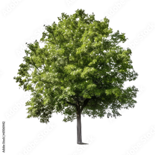 tree isolated on transparent background cutout