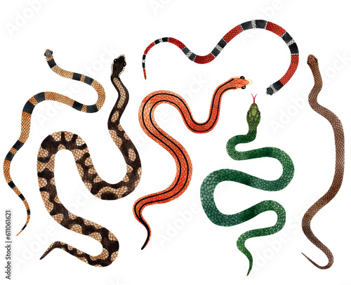 Watercolor Snakes top view illustration big set. Isolated on transparent background. Watercolour reptile collection