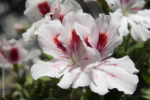 pretty pink flowers of geranium potted plant close up © Maria Brzostowska