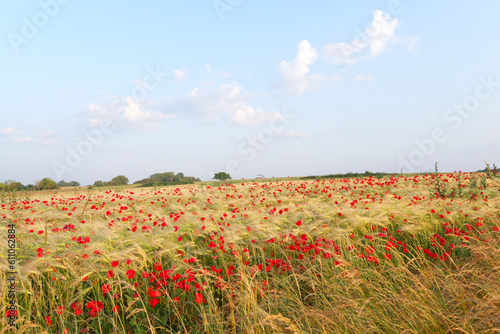 Poppies fields in the hills of the Vexin Regional nature park