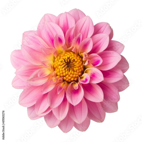 pink dahlia flower isolated on transparent background cutout