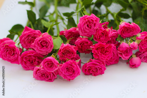 Small pink bush roses on a white background with a place for text