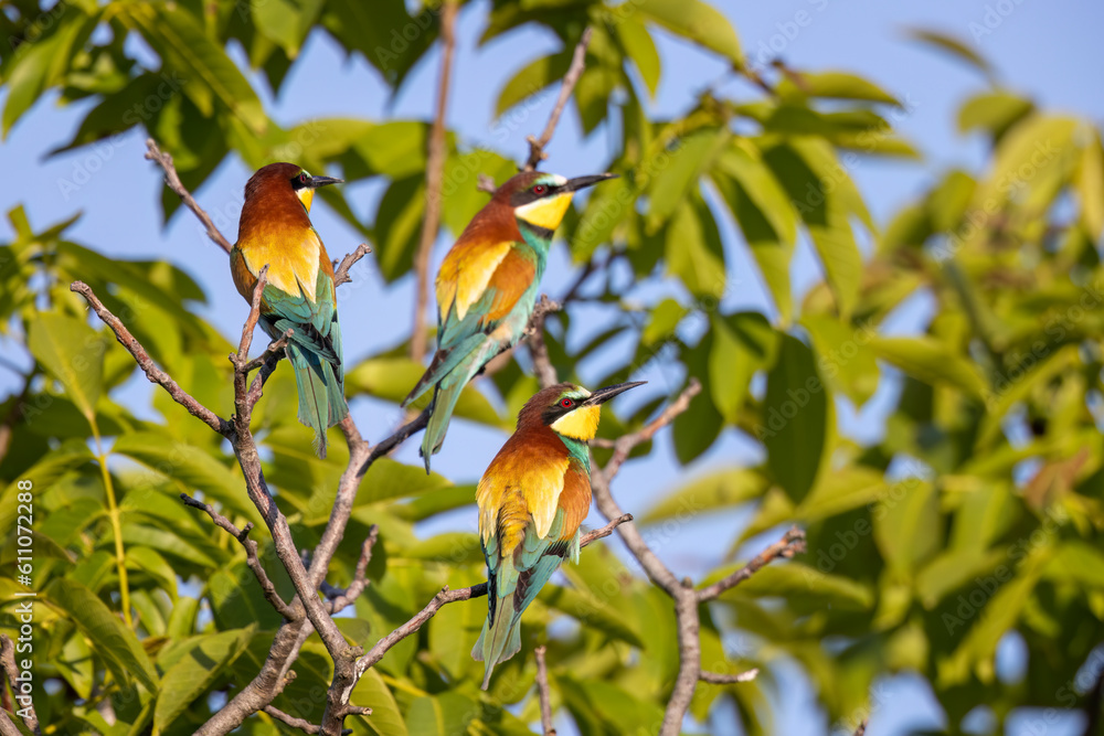 European Bee-eaters: Vivid Colors and Captivating Details in the Abruzzo Hinterland. European Bee-eaters: Vivid Colors and Captivating Details in the Abruzzo Hinterland.