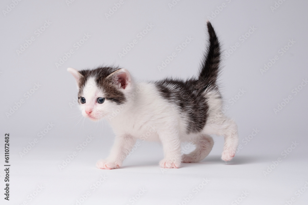kittens kittens