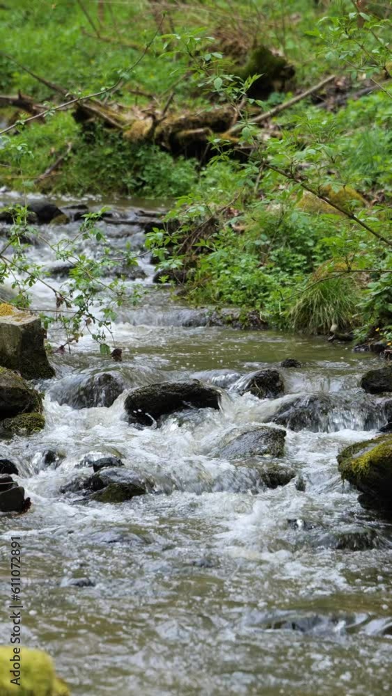 Water Stream in a Forest, handheld vertical video Water Stream in a Forest, handheld vertical video