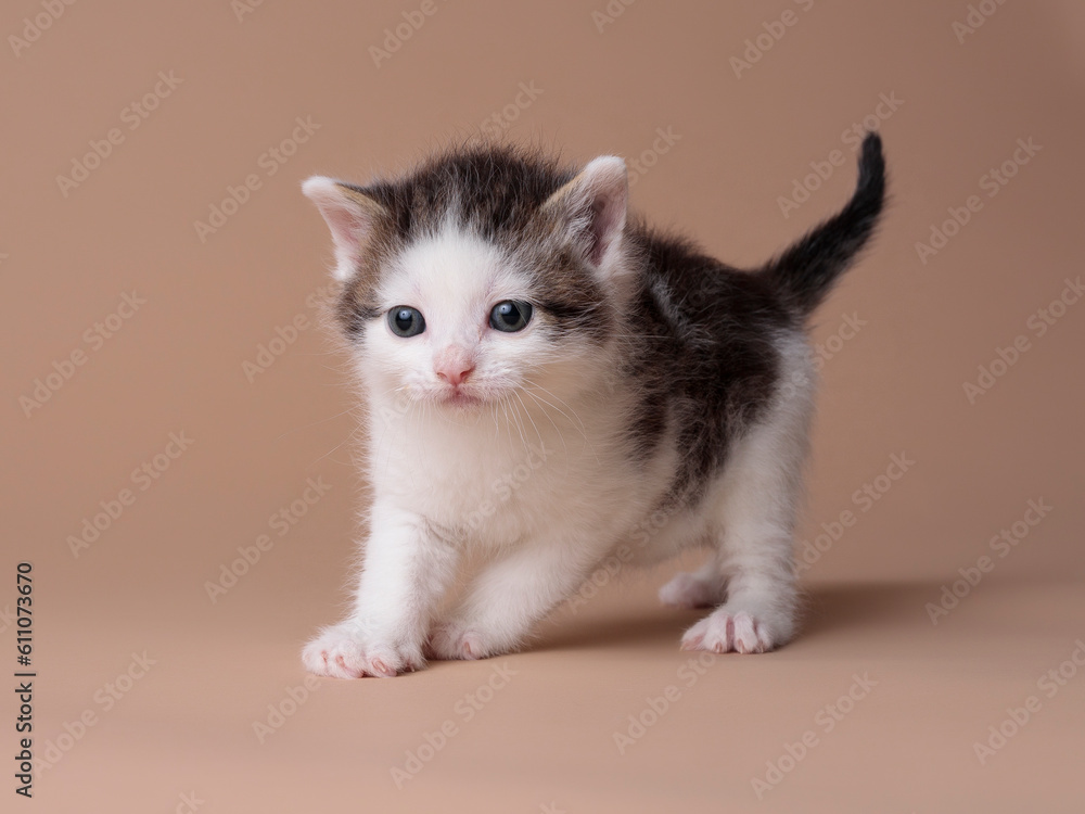 kittens kittens