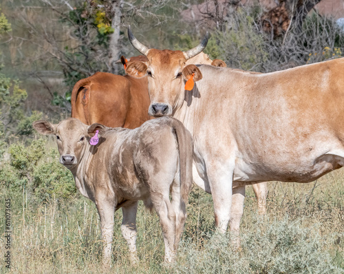 Cow and Calf in a Colorado Ranch