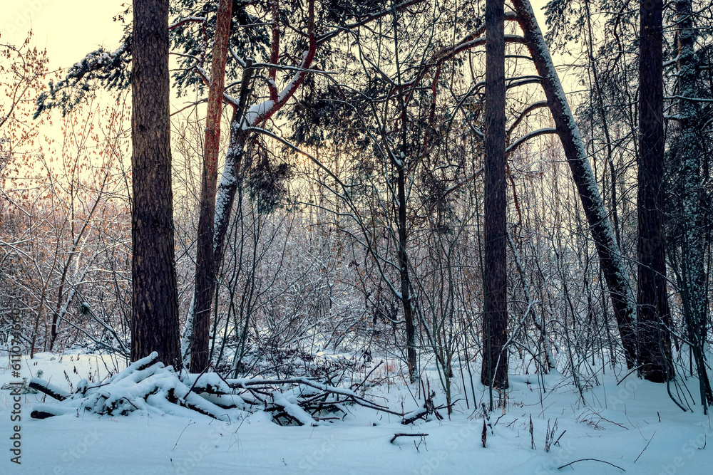 Pine trees covered with snow on frosty evening or day. Beautiful winter landscape. Pine trees covered with snow on frosty evening or day. Beautiful winter landscape.