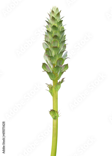 Photo Acanthus on transparent background png file
