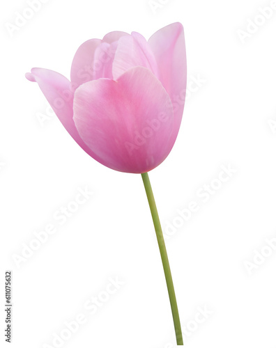 pink tulip on transparent background png file