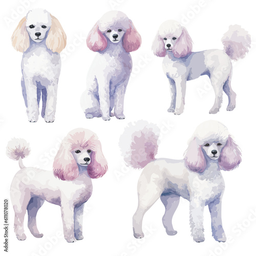 watercolor poodle clipart for graphic resources