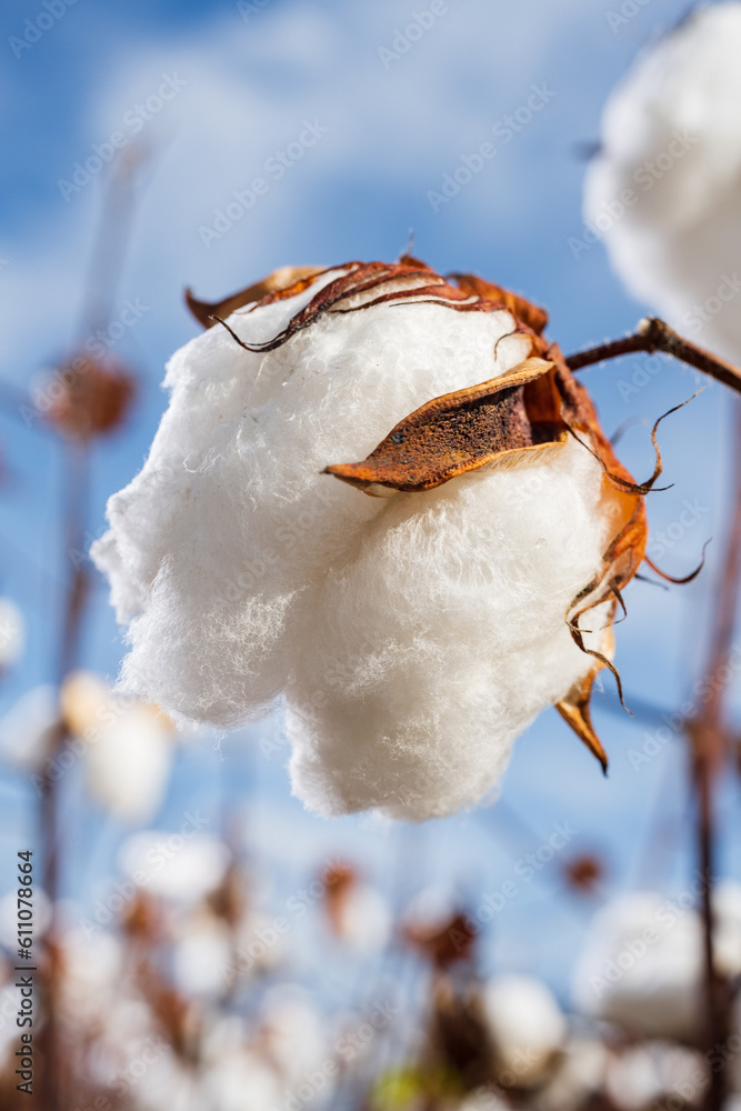 Cotton boll closeup in a cotton field against a blue sky in North Carolina. Cotton boll closeup in a cotton field against a blue sky in North Carolina.