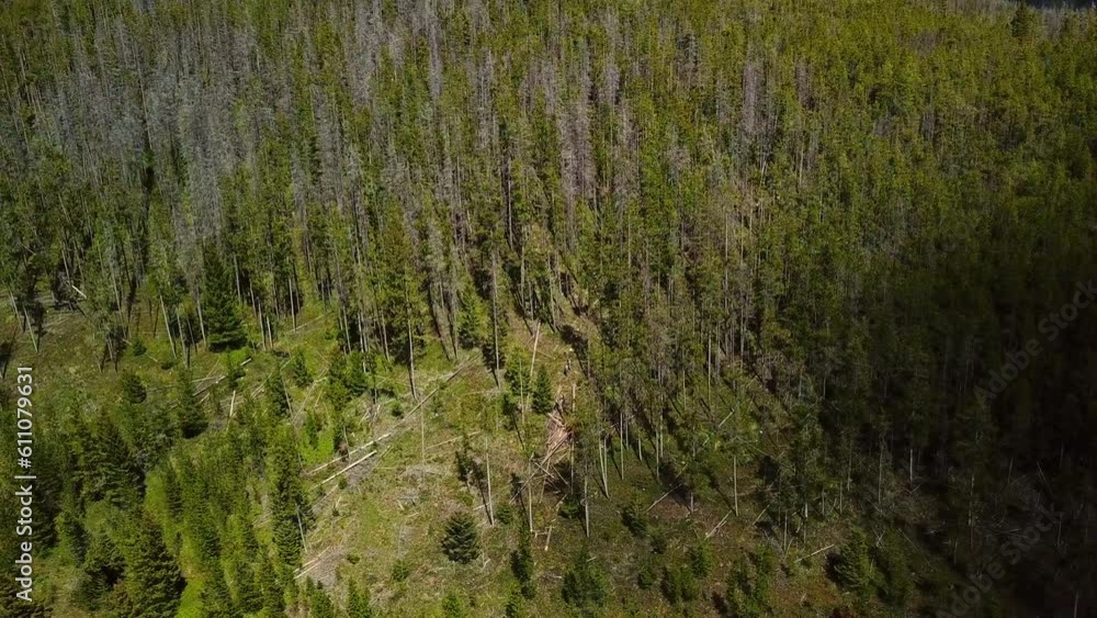 Aerial Shot Of Lumberjacks Working Amidst Trees At Woodland, Drone Flying Over Landscape - Billings, Montana Aerial Shot Of Lumberjacks Working Amidst Trees At Woodland, Drone Flying Over Landscape - Billings, Montana