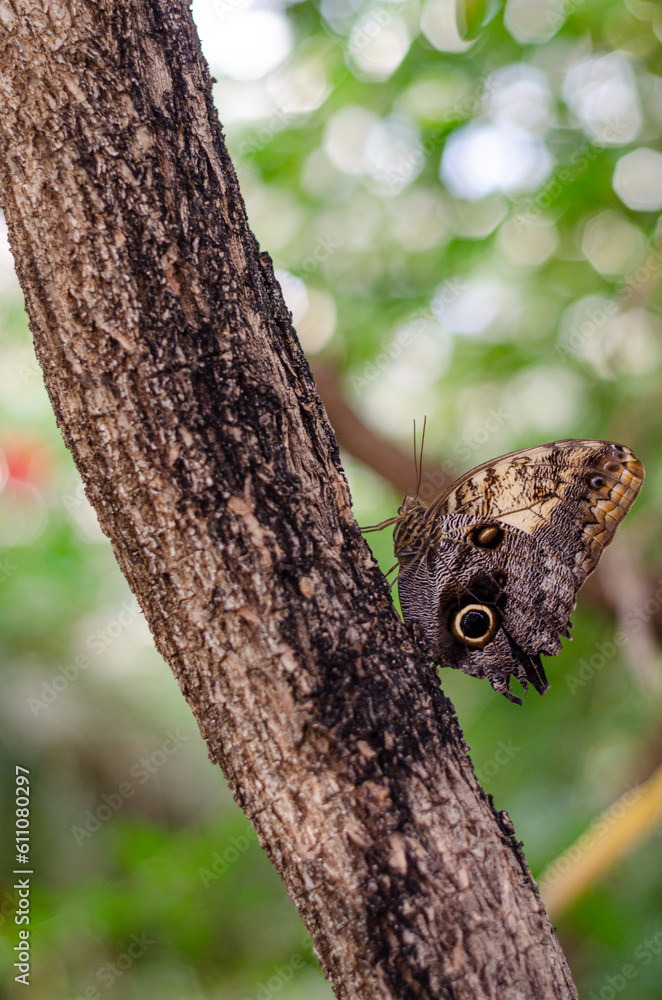 Owl Butterfly on a tree