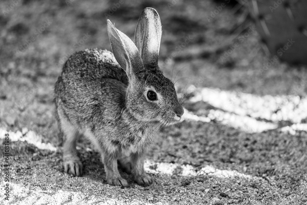 Black and white photo of a beautiful wild desert cottontail rabbit, Sylvilagus audubonii, in the Sonoran Desert. Pima County, Tucson, Arizona, USA Black and white photo of a beautiful wild desert cottontail rabbit, Sylvilagus audubonii, in the Sonoran Desert. Pima County, Tucson, Arizona, USA