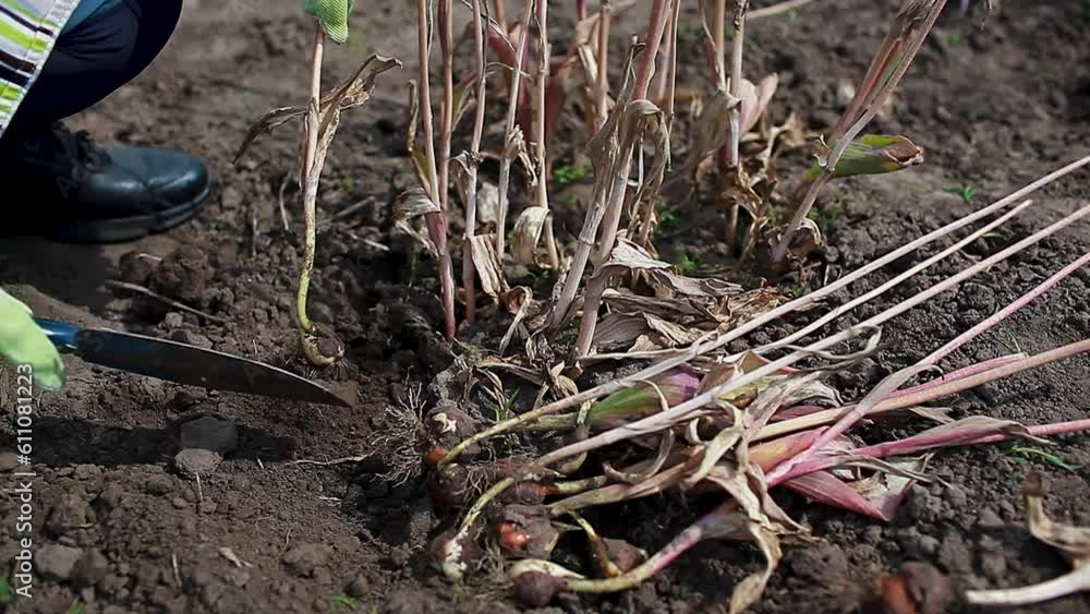 Close up of gardener digging tulips bulbs out in summer garden using shovel. Taking care of plants. Seasonal outdoor work Close up of gardener digging tulips bulbs out in summer garden using shovel. Taking care of plants. Seasonal outdoor work