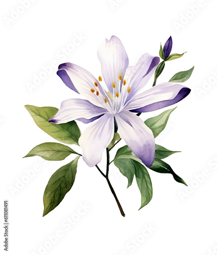 Watercolor Aste flower png © MAJGraphics